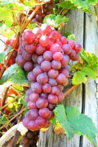 fresh-grapes-1-1326112-201x300-6844198