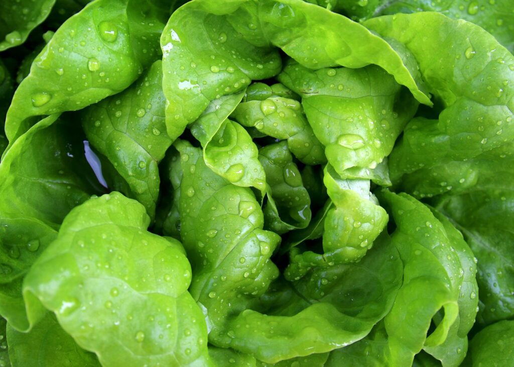 Jednoduchý zelený salát
