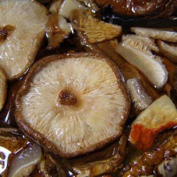 dusene-houby-shiitake