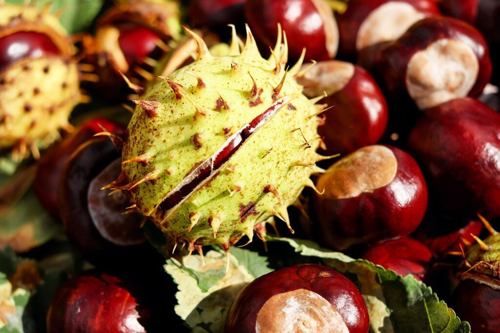 kulicky-buckeye-2