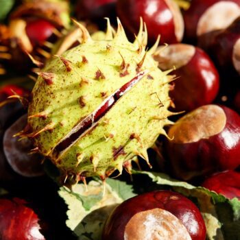 kulicky-buckeye-2
